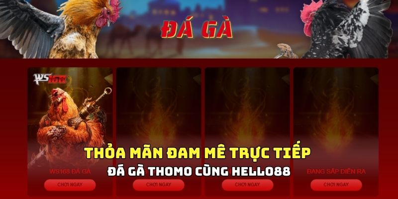 Trực tiếp đá gà Thomo là gì?